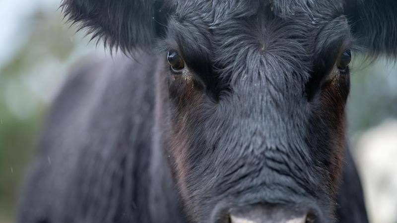  Black Angus Cattle